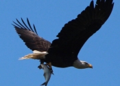 Eagle